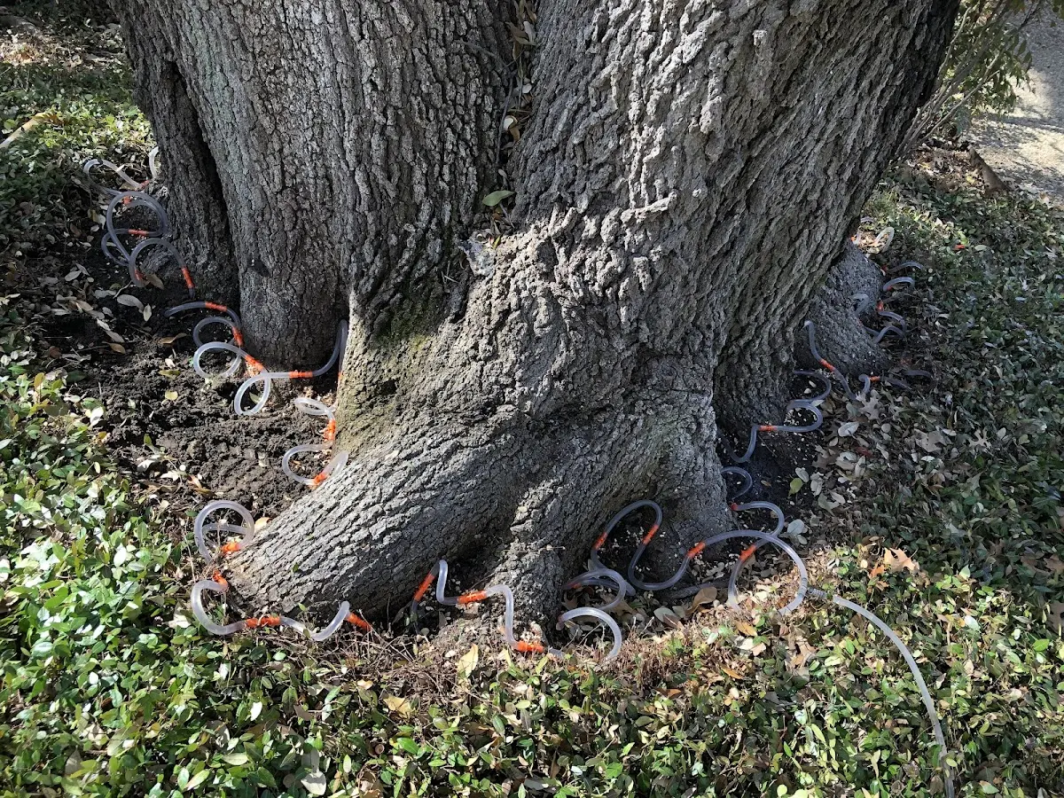 Detailed Tree Cabling and Bracing job site in Starbuck